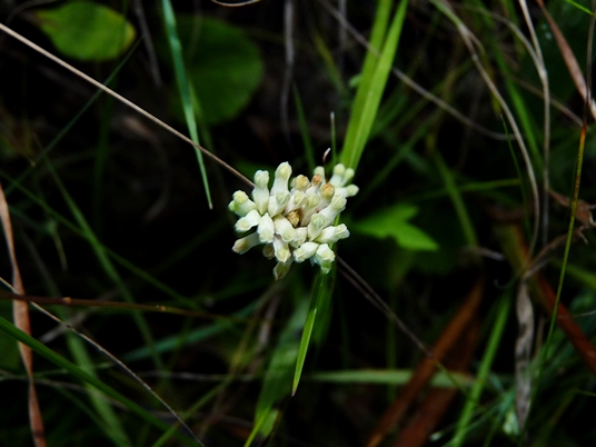 {Burmannia capitata}